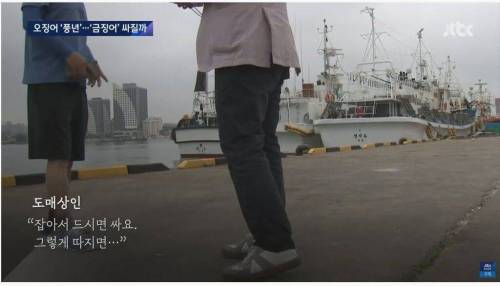 오징어 풍년인데 가격 안 내려가는 이유