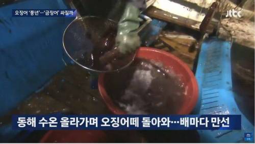 오징어 풍년인데 가격 안 내려가는 이유
