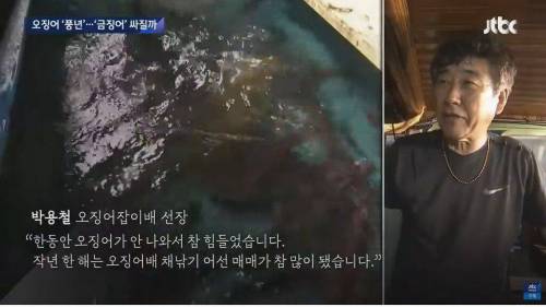 오징어 풍년인데 가격 안 내려가는 이유
