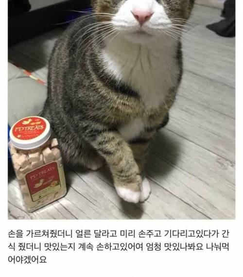 고양이 쇼핑몰 후기.jpg