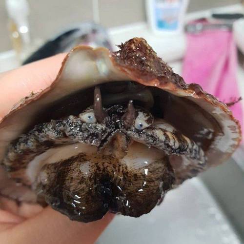 [혐주의]맛있는 전복의 생김새