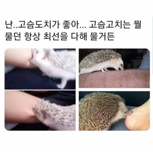고슴도치의 매력.jpg