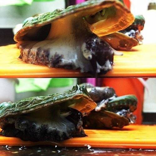 [혐주의]맛있는 전복의 생김새
