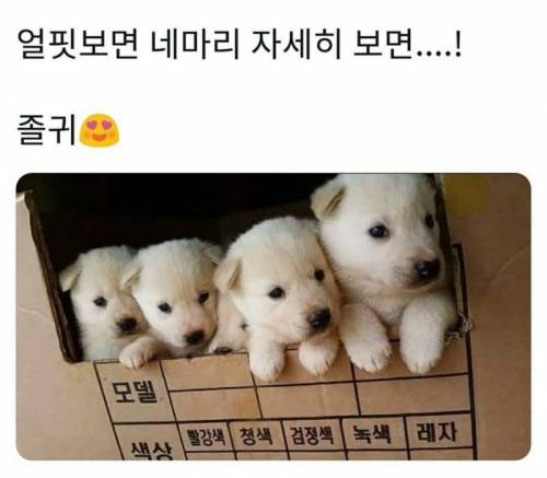 숨은 댕댕이 찾기.jpg