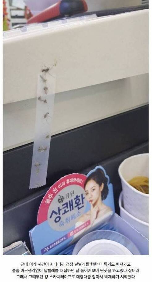 편의점 날벌레 학살사건