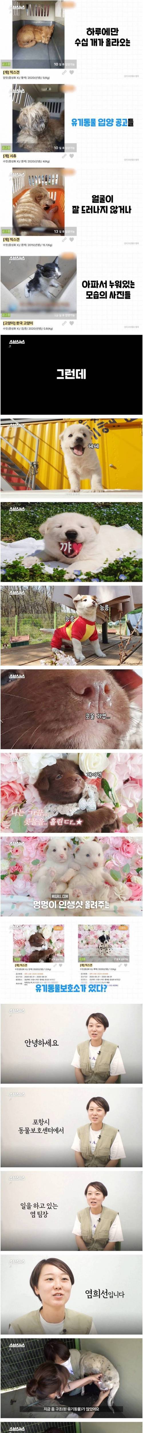 [스압] 댕댕이 인생샷 찍어주는 유기동물 보호소