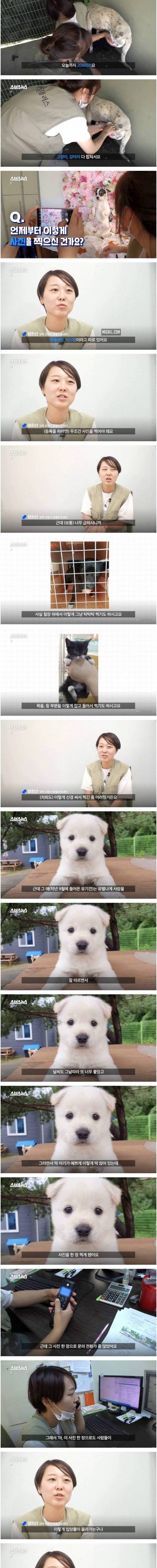 [스압] 댕댕이 인생샷 찍어주는 유기동물 보호소