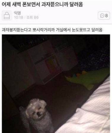 새벽에 과자 뜯으니까 달려옴