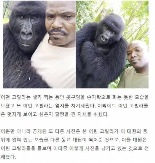 자신을 지켜주는 경비대원과 셀카 찍는 고릴라들