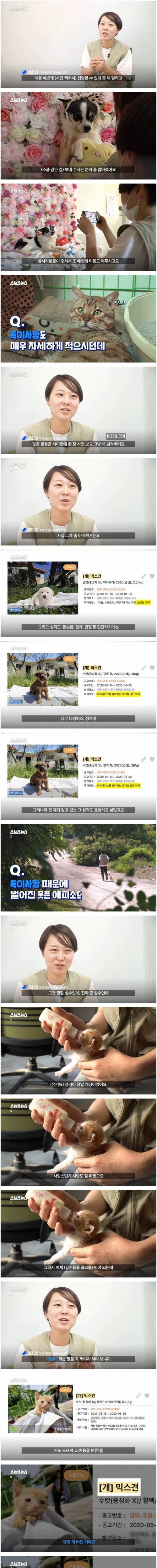 [스압] 댕댕이 인생샷 찍어주는 유기동물 보호소
