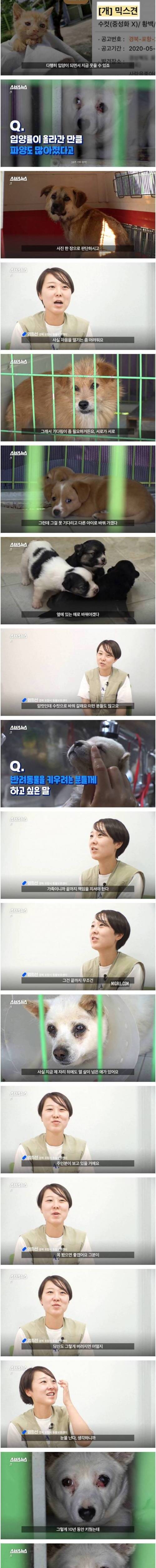 [스압] 댕댕이 인생샷 찍어주는 유기동물 보호소