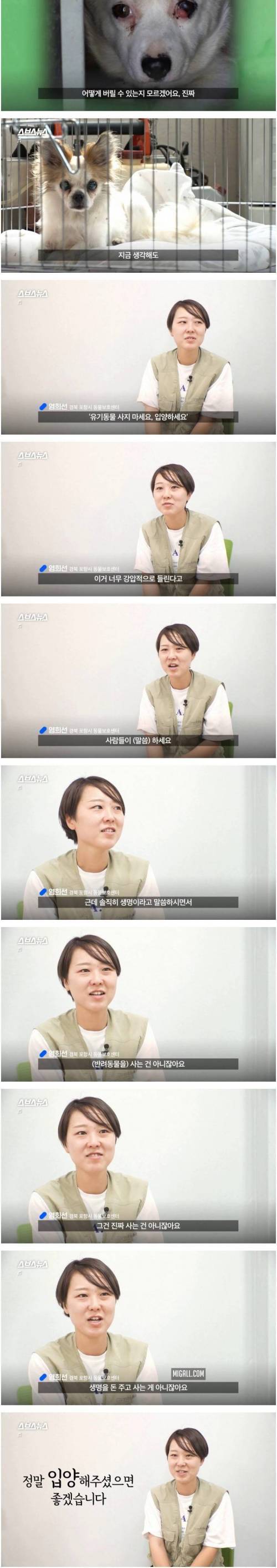 [스압] 댕댕이 인생샷 찍어주는 유기동물 보호소