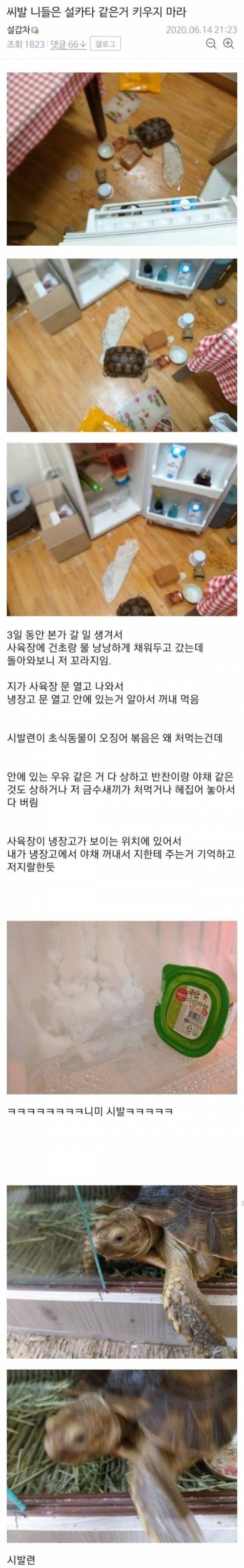 [혐&욕설]  평화로운 디씨 파충류갤러리.JPG