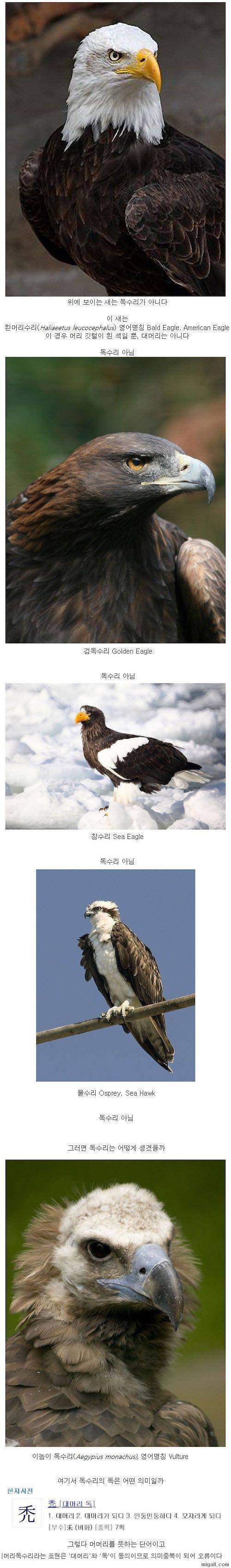 독수리의 진실.jpg