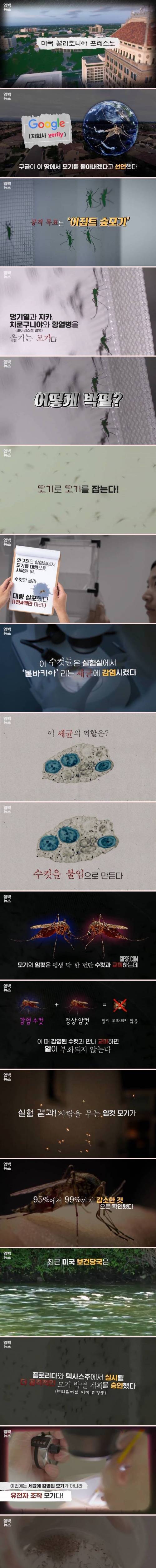 [스압] 구글의 모기 박멸작전