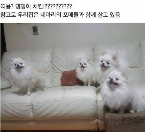 [스압] 댕댕이용 치킨 시켜본 후기.jpg