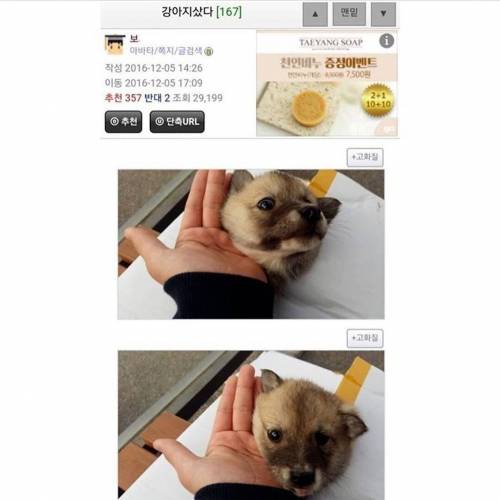 시장에서 강아지 한 마리 샀다