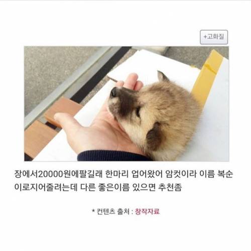 시장에서 강아지 한 마리 샀다