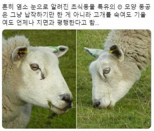 염소에 대한 짧은 지식.jpg