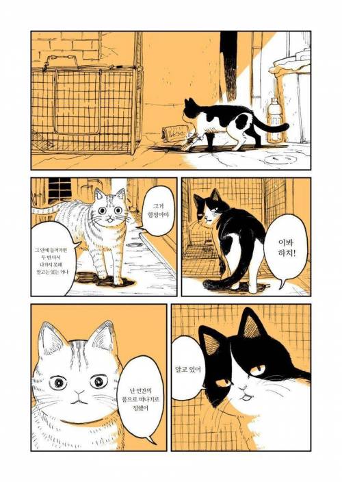두목고양이 은퇴하는 만화