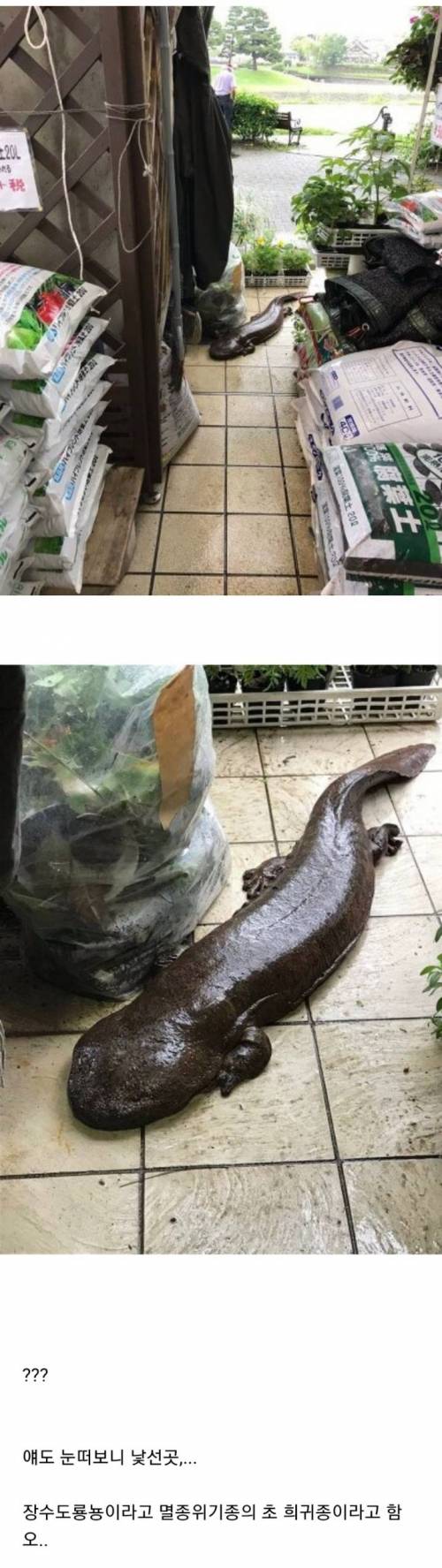 홍수물이 빠지고나니..이상한 녀석이 찾아왔다