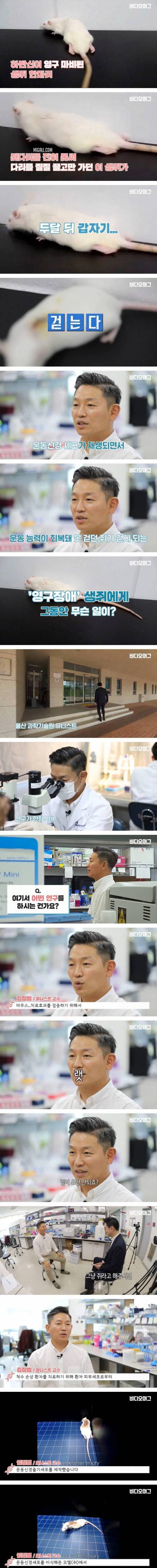 [스압] 하반신 마비 생쥐를 다시 걷게 만든 김정범 교수 연구팀.jpg