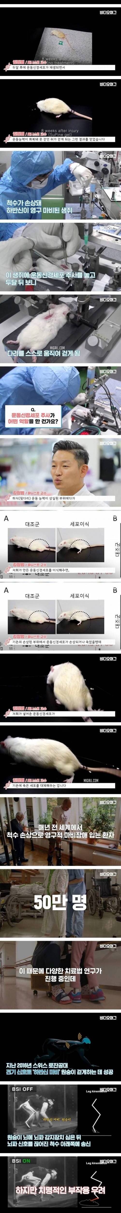 [스압] 하반신 마비 생쥐를 다시 걷게 만든 김정범 교수 연구팀.jpg