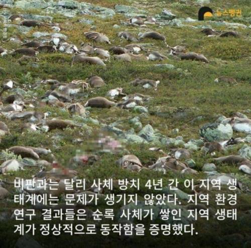 벼락 맞아 죽은 순록 323마리를 4년간 방치한 결과