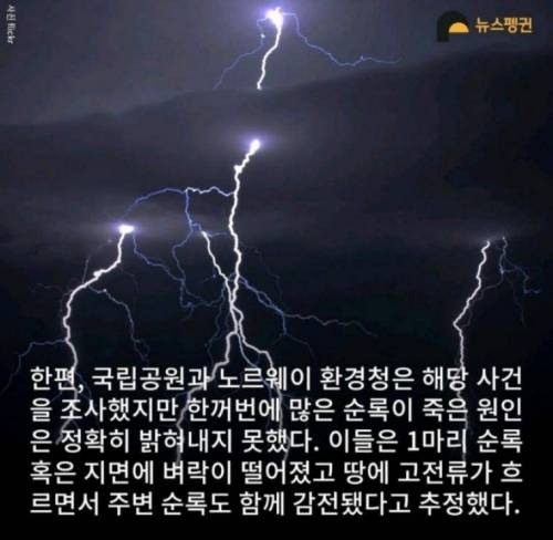 벼락 맞아 죽은 순록 323마리를 4년간 방치한 결과