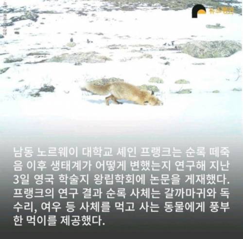 벼락 맞아 죽은 순록 323마리를 4년간 방치한 결과