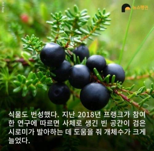 벼락 맞아 죽은 순록 323마리를 4년간 방치한 결과