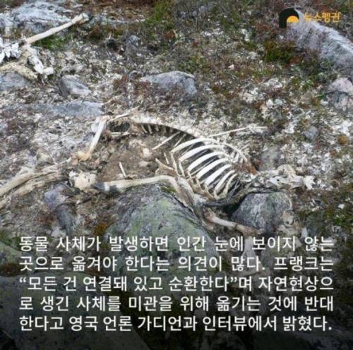 벼락 맞아 죽은 순록 323마리를 4년간 방치한 결과