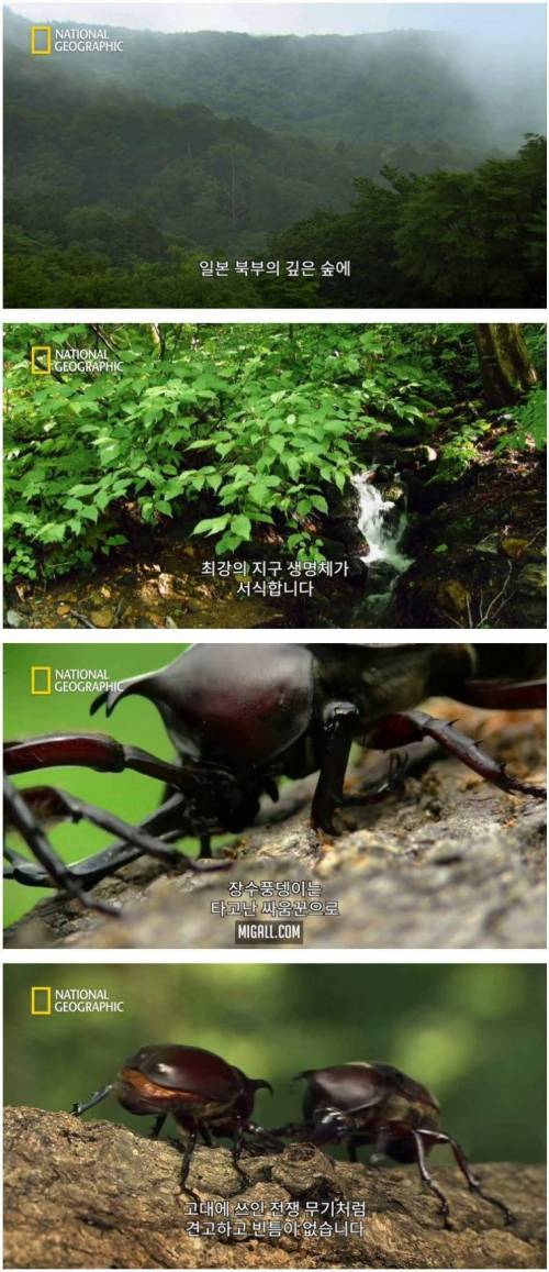 [스압] 상대를 던져버리는 장수풍뎅이의 기술