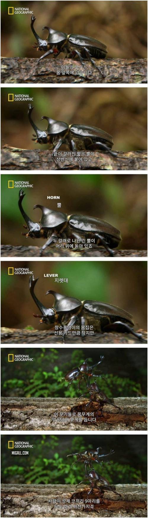 [스압] 상대를 던져버리는 장수풍뎅이의 기술