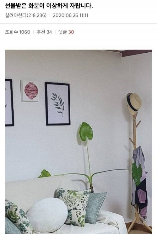 선물받은 화분이 이상하게 자랍니다.jpg