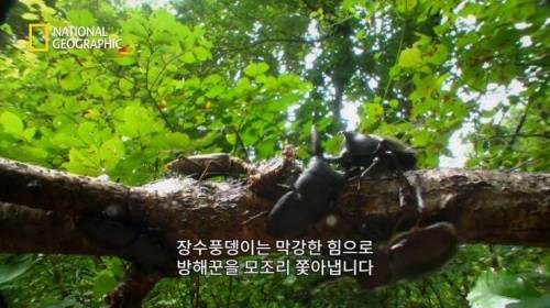 [스압] 상대를 던져버리는 장수풍뎅이의 기술