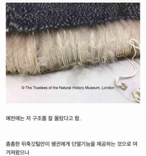황제펭귄 성체 깃털.jpg