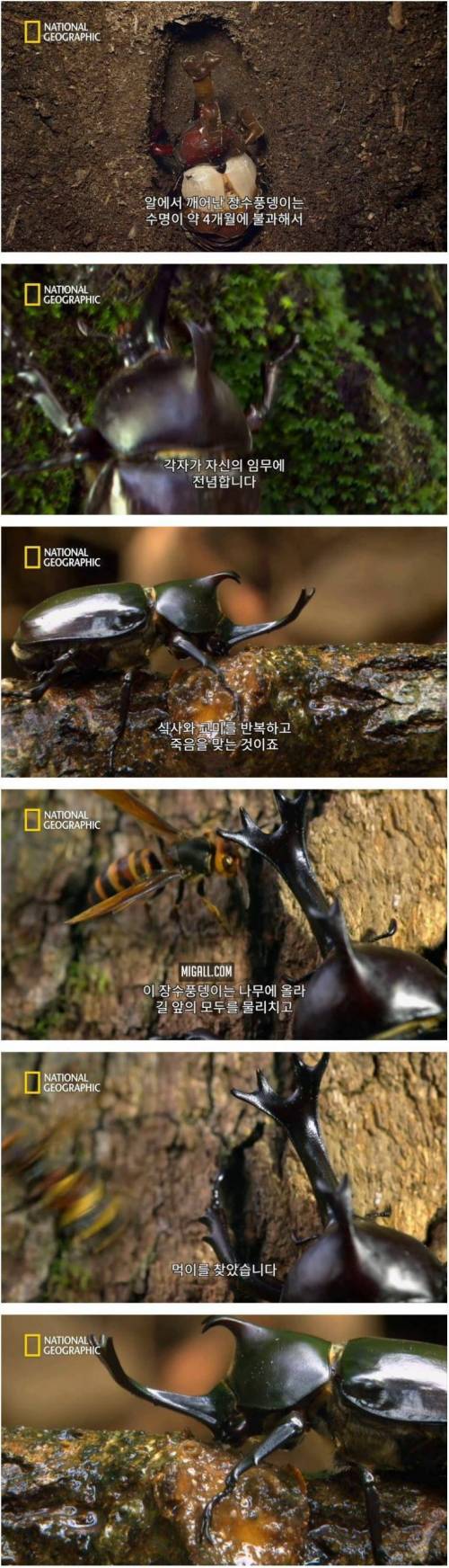 [스압] 상대를 던져버리는 장수풍뎅이의 기술