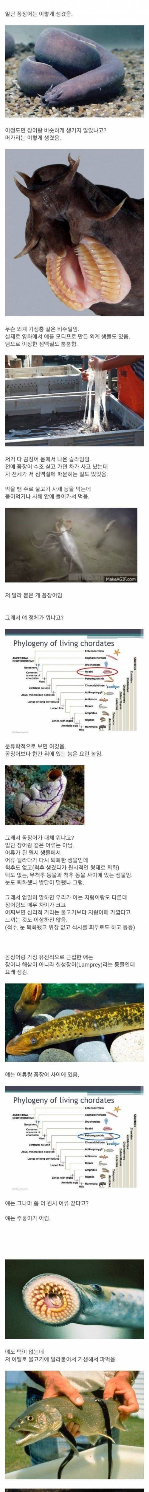 [스압] [혐혐혐] 꼼장어 정체.jpg
