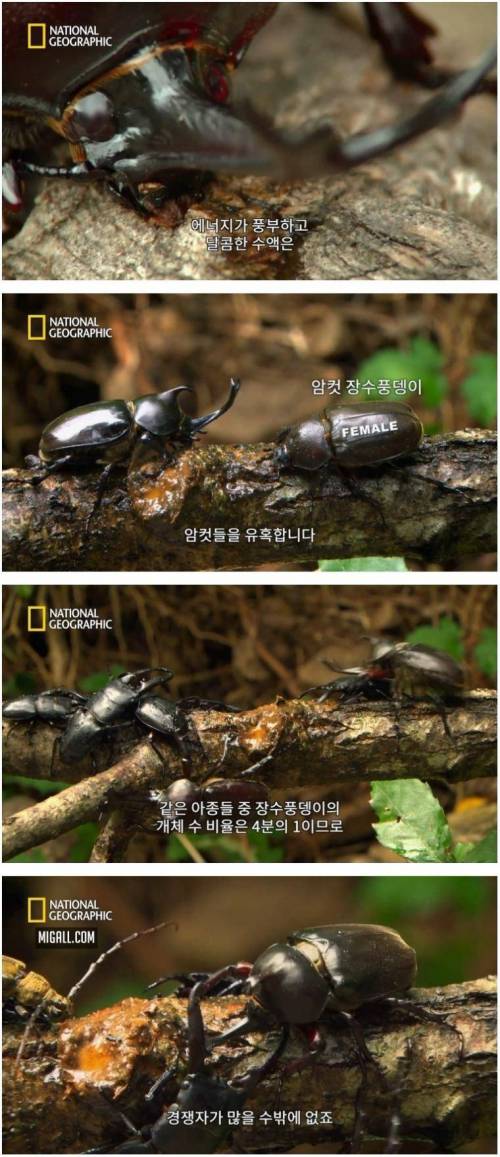 [스압] 상대를 던져버리는 장수풍뎅이의 기술
