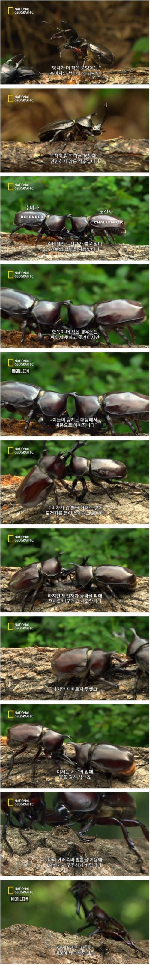 [스압] 상대를 던져버리는 장수풍뎅이의 기술