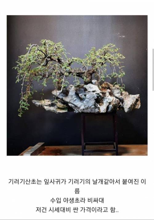 중고나라에 올라온 10억짜리 식물.jpg