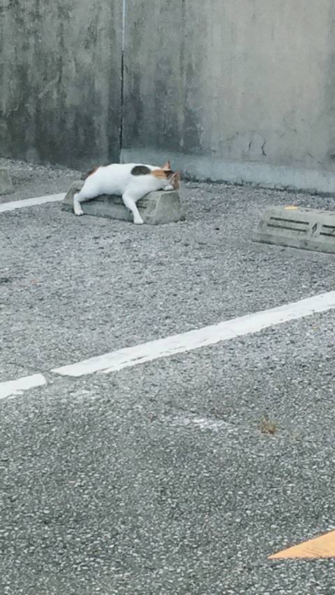 훌륭한 침대를 찾은 고양이들.jpg