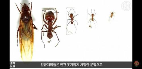 인간을 제외하고 실제 농사를 짓는 동물.jpg
