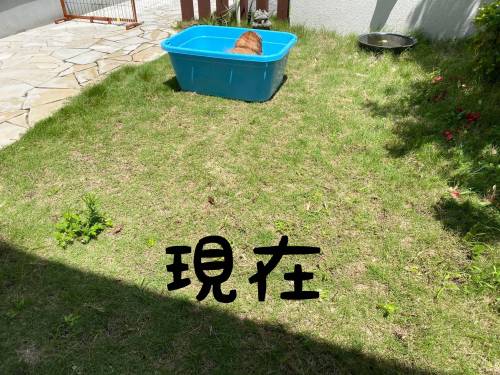 리트리버에게 풀장을 사준지 3년차.jpg