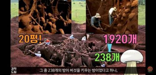 인간을 제외하고 실제 농사를 짓는 동물.jpg