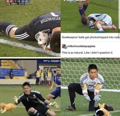 축구공을 고양이로 합성하면...jpg