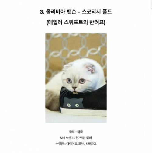 전 세계 부자 동물 top5.jpg