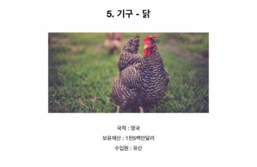 전 세계 부자 동물 top5.jpg