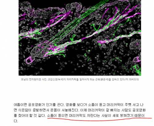 공포영화에 소름 돋으면 머리카락 납니다.jpg